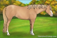 Horse Color:Gold Champagne Sabino