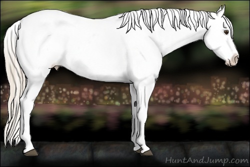 Horse Color:Palomino Appaloosa 