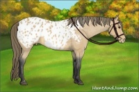 Horse Color:Buckskin Blanket 