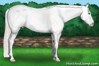 Horse Color:White Spotted Gold Cream Champagne Appaloosa 