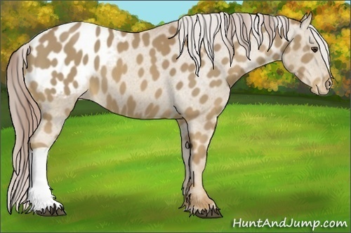 Horse Color:Palomino Appaloosa 
