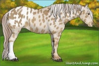Horse Color:Palomino Appaloosa 