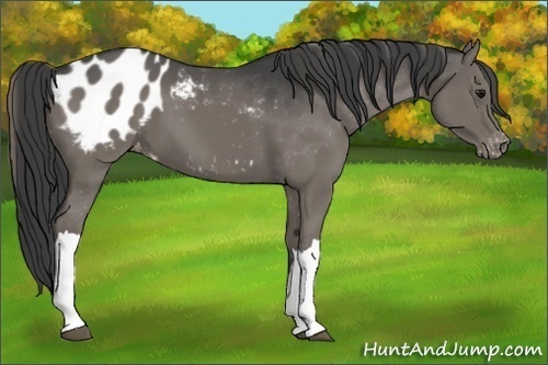 Horse Color:Black Appaloosa 
