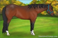 Horse Color:Brown 