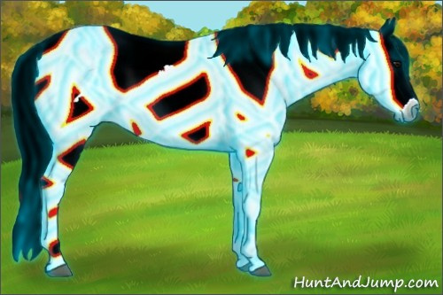 Horse Color:Gray Thunderstruck White Spotted Buckskin Appaloosa