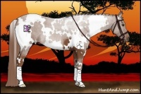 Horse Color:White Spotted Chestnut 