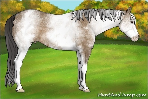 Horse Color:White Spotted Liver Red Dun 
