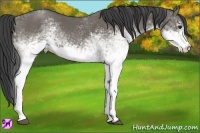 Horse Color:White Spotted Smoky Grullo