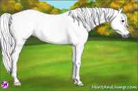 Horse Color:Gray White Spotted Bay