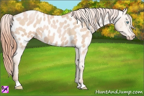 Horse Color:Buckskin Pearl Appaloosa 