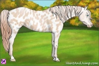 Horse Color:Buckskin Pearl Appaloosa 