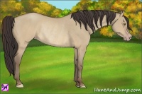 Horse Color:Sable Champagne Dun Rabicano 