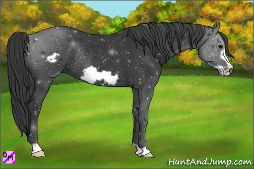 Horse Color:Black Frame Rabicano