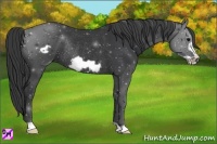 Horse Color:Black Frame Rabicano