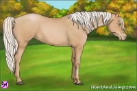 Horse Color:Silver Bay Pearl