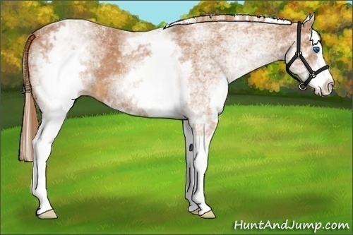 Horse Color:White Spotted Chestnut Splash 