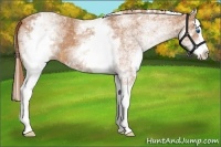 Horse Color:White Spotted Chestnut Splash 