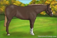 Horse Color:Liver Chestnut 
