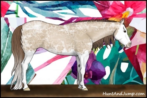 Horse Color:Grullo Ice Pearl Sabino Splash