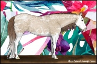 Horse Color:Grullo Ice Pearl Sabino Splash 
