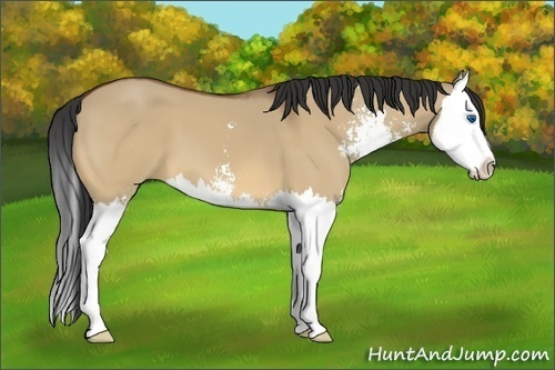 Horse Color:Bay Dun Sabino Splash 