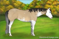 Horse Color:Bay Dun Sabino Splash