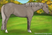 Horse Color:Silver Grullo