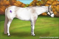 Horse Color:White Spotted Black Pearl