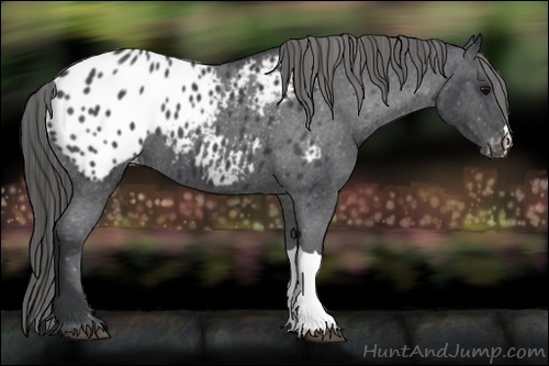 Horse Color:Blue Roan Appaloosa