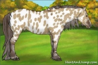 Horse Color:Liver Red Dun Appaloosa