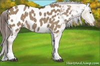 Horse Color:Liver Red Dun Roan Appaloosa 