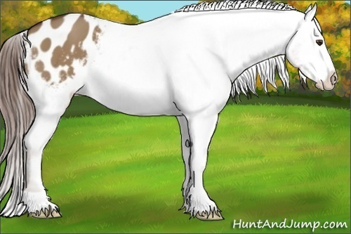 Horse Color:Liver Red Dun Appaloosa