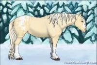 Horse Color:Palomino Roan Appaloosa