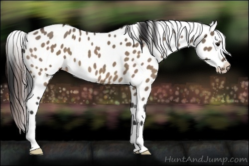 Horse Color:Bay Roan Dun Appaloosa
