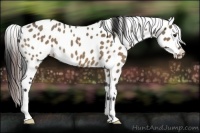 Horse Color:Bay Roan Dun Appaloosa 