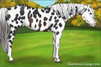 Horse Color:Brown Near Leopard 