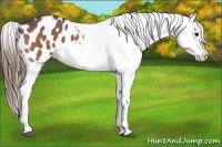 Horse Color:Buckskin Roan Appaloosa
