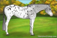 Horse Color:White Spotted Liver Chestnut Blanket 