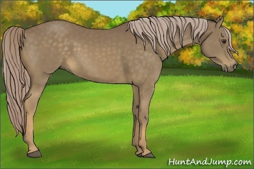 Horse Color:Chocolate Palomino 