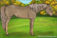 Horse Color:Chocolate Palomino 