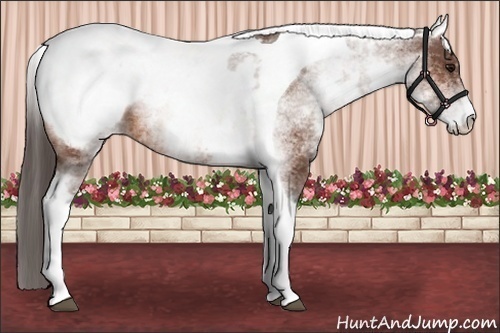 Horse Color:White Spotted Bay Tobiano Snowcap 