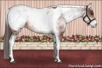 Horse Color:White Spotted Bay Tobiano Snowcap