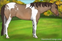 Horse Color:Bay Dun Tobiano Varnish 