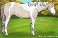 Horse Color:Bay Roan Dun Tobiano Appaloosa 