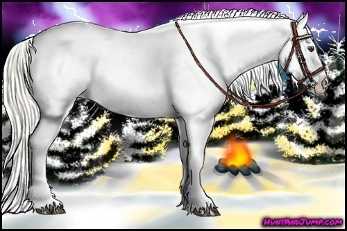 Horse Color:Palomino Appaloosa 