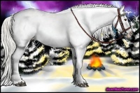 Horse Color:Palomino Appaloosa 