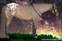 Horse Color:Buckskin Appaloosa
