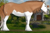 Horse Color:Chestnut Splash 