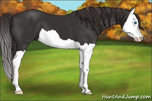 Horse Color:Liver Chestnut Splash 