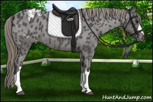 Horse Color:Smoky Black Appaloosa 